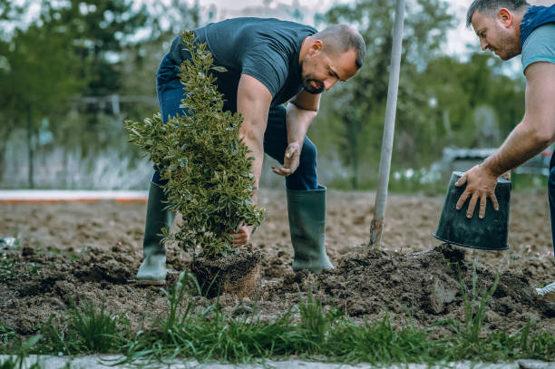  Plentywood, MT Tree Service Pros